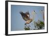 Florida, Venice, Great Blue Heron, Courting Stick Transfer Ceremony-Bernard Friel-Framed Photographic Print