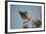 Florida, Venice, Great Blue Heron, Courting Stick Transfer Ceremony-Bernard Friel-Framed Photographic Print