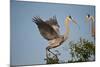 Florida, Venice, Great Blue Heron, Courting Stick Transfer Ceremony-Bernard Friel-Mounted Photographic Print