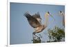 Florida, Venice, Great Blue Heron, Courting Stick Transfer Ceremony-Bernard Friel-Framed Photographic Print