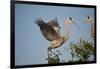 Florida, Venice, Great Blue Heron, Courting Stick Transfer Ceremony-Bernard Friel-Framed Photographic Print