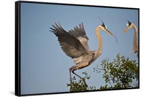 Florida, Venice, Great Blue Heron, Courting Stick Transfer Ceremony-Bernard Friel-Framed Stretched Canvas