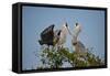 Florida, Venice, Great Blue Heron, Courting Stick Transfer Ceremony-Bernard Friel-Framed Stretched Canvas