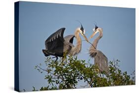 Florida, Venice, Great Blue Heron, Courting Stick Transfer Ceremony-Bernard Friel-Stretched Canvas