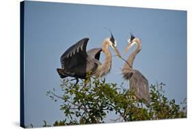 Florida, Venice, Great Blue Heron, Courting Stick Transfer Ceremony-Bernard Friel-Stretched Canvas