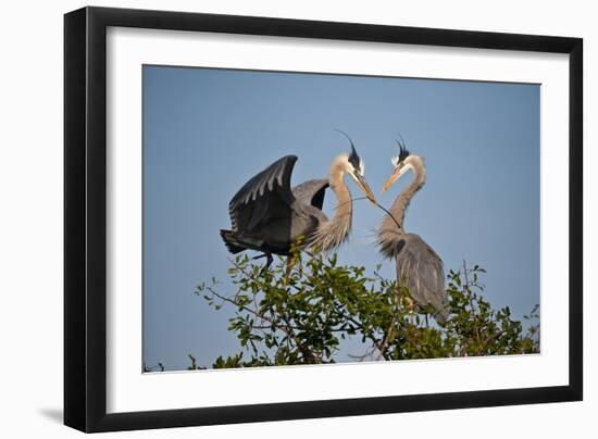 Florida, Venice, Great Blue Heron, Courting Stick Transfer Ceremony-Bernard Friel-Framed Photographic Print