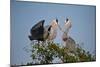 Florida, Venice, Great Blue Heron, Courting Stick Transfer Ceremony-Bernard Friel-Mounted Photographic Print