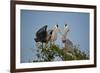 Florida, Venice, Great Blue Heron, Courting Stick Transfer Ceremony-Bernard Friel-Framed Photographic Print