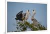 Florida, Venice, Great Blue Heron, Courting Stick Transfer Ceremony-Bernard Friel-Framed Photographic Print