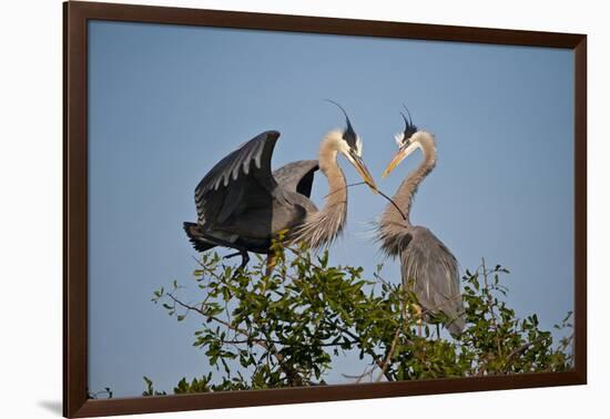 Florida, Venice, Great Blue Heron, Courting Stick Transfer Ceremony-Bernard Friel-Framed Photographic Print