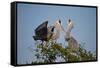 Florida, Venice, Great Blue Heron, Courting Stick Transfer Ceremony-Bernard Friel-Framed Stretched Canvas