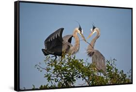 Florida, Venice, Great Blue Heron, Courting Stick Transfer Ceremony-Bernard Friel-Framed Stretched Canvas