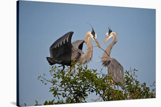 Florida, Venice, Great Blue Heron, Courting Stick Transfer Ceremony-Bernard Friel-Stretched Canvas