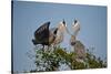 Florida, Venice, Great Blue Heron, Courting Stick Transfer Ceremony-Bernard Friel-Stretched Canvas