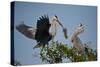 Florida, Venice, Great Blue Heron, Courting Stick Transfer Ceremony-Bernard Friel-Stretched Canvas