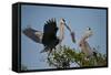 Florida, Venice, Great Blue Heron, Courting Stick Transfer Ceremony-Bernard Friel-Framed Stretched Canvas