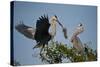 Florida, Venice, Great Blue Heron, Courting Stick Transfer Ceremony-Bernard Friel-Stretched Canvas