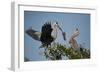 Florida, Venice, Great Blue Heron, Courting Stick Transfer Ceremony-Bernard Friel-Framed Photographic Print