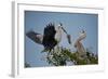 Florida, Venice, Great Blue Heron, Courting Stick Transfer Ceremony-Bernard Friel-Framed Photographic Print