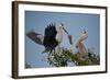 Florida, Venice, Great Blue Heron, Courting Stick Transfer Ceremony-Bernard Friel-Framed Photographic Print