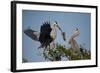 Florida, Venice, Great Blue Heron, Courting Stick Transfer Ceremony-Bernard Friel-Framed Photographic Print