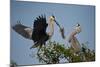 Florida, Venice, Great Blue Heron, Courting Stick Transfer Ceremony-Bernard Friel-Mounted Photographic Print