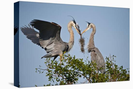 Florida, Venice, Great Blue Heron, Courting Stick Transfer Ceremony-Bernard Friel-Stretched Canvas