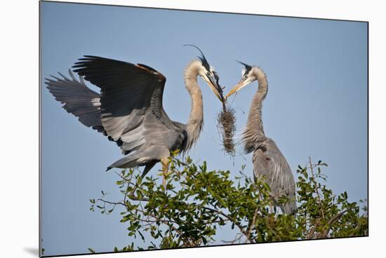 Florida, Venice, Great Blue Heron, Courting Stick Transfer Ceremony-Bernard Friel-Mounted Photographic Print