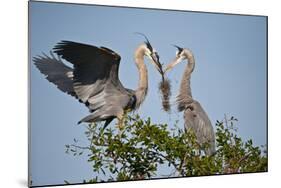 Florida, Venice, Great Blue Heron, Courting Stick Transfer Ceremony-Bernard Friel-Mounted Photographic Print
