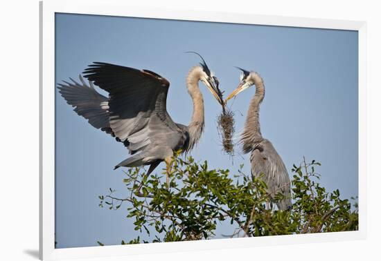 Florida, Venice, Great Blue Heron, Courting Stick Transfer Ceremony-Bernard Friel-Framed Photographic Print