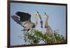 Florida, Venice, Great Blue Heron, Courting Stick Transfer Ceremony-Bernard Friel-Framed Photographic Print