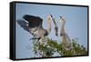 Florida, Venice, Great Blue Heron, Courting Stick Transfer Ceremony-Bernard Friel-Framed Stretched Canvas