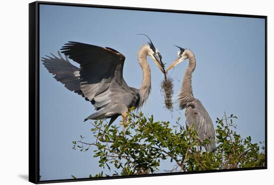 Florida, Venice, Great Blue Heron, Courting Stick Transfer Ceremony-Bernard Friel-Framed Stretched Canvas