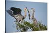 Florida, Venice, Great Blue Heron, Courting Stick Transfer Ceremony-Bernard Friel-Stretched Canvas