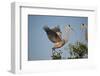 Florida, Venice, Great Blue Heron, Courting Stick Transfer Ceremony-Bernard Friel-Framed Photographic Print