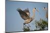 Florida, Venice, Great Blue Heron, Courting Stick Transfer Ceremony-Bernard Friel-Mounted Photographic Print