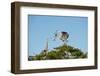 Florida, Venice, Great Blue Heron, Courting Stick Transfer Ceremony-Bernard Friel-Framed Photographic Print