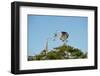 Florida, Venice, Great Blue Heron, Courting Stick Transfer Ceremony-Bernard Friel-Framed Photographic Print