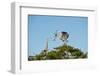 Florida, Venice, Great Blue Heron, Courting Stick Transfer Ceremony-Bernard Friel-Framed Photographic Print