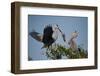 Florida, Venice, Great Blue Heron, Courting Stick Transfer Ceremony-Bernard Friel-Framed Photographic Print