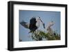 Florida, Venice, Great Blue Heron, Courting Stick Transfer Ceremony-Bernard Friel-Framed Photographic Print