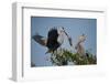 Florida, Venice, Great Blue Heron, Courting Stick Transfer Ceremony-Bernard Friel-Framed Photographic Print