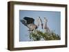 Florida, Venice, Great Blue Heron, Courting Stick Transfer Ceremony-Bernard Friel-Framed Photographic Print