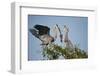 Florida, Venice, Great Blue Heron, Courting Stick Transfer Ceremony-Bernard Friel-Framed Photographic Print