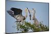 Florida, Venice, Great Blue Heron, Courting Stick Transfer Ceremony-Bernard Friel-Mounted Photographic Print