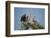 Florida, Venice, Great Blue Heron, Courting Stick Transfer Ceremony-Bernard Friel-Framed Photographic Print