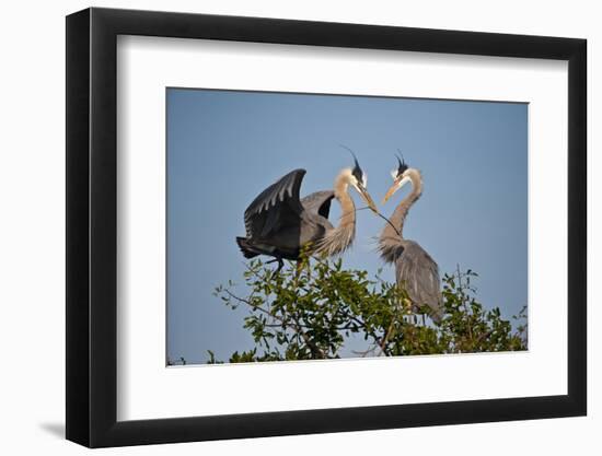 Florida, Venice, Great Blue Heron, Courting Stick Transfer Ceremony-Bernard Friel-Framed Photographic Print