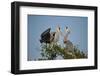 Florida, Venice, Great Blue Heron, Courting Stick Transfer Ceremony-Bernard Friel-Framed Photographic Print