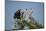 Florida, Venice, Great Blue Heron, Courting Stick Transfer Ceremony-Bernard Friel-Mounted Photographic Print