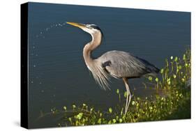 Florida, Venice, Great Blue Heron Drinking Water Streaming from Bill-Bernard Friel-Stretched Canvas